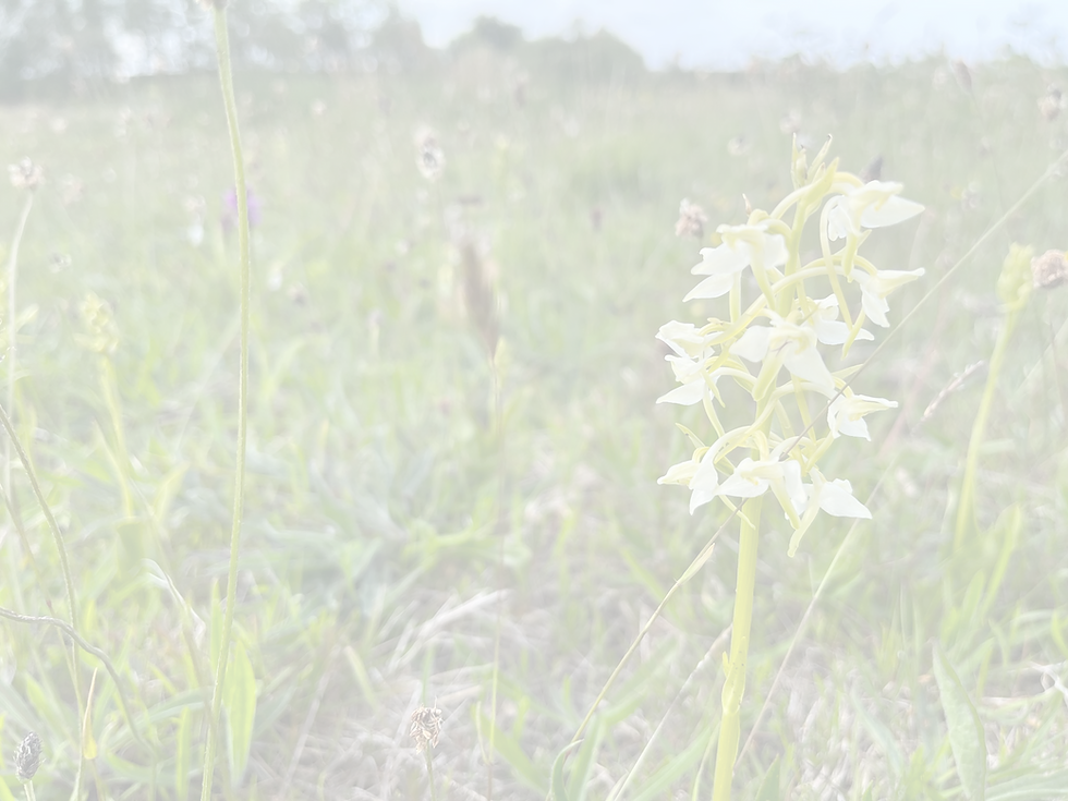 Bringing Dartmoor Back to Life