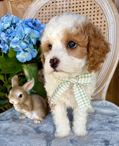cavapoochon puppy