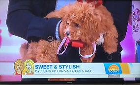 Bella the cavapoochon on USA today!