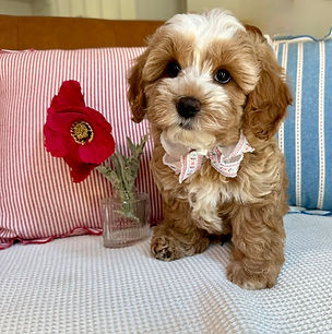 cavapoochon puppies
