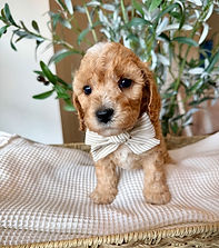 cavapoochon