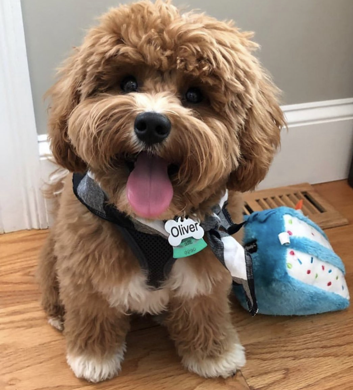 Writer: Apricot Lane Puppy