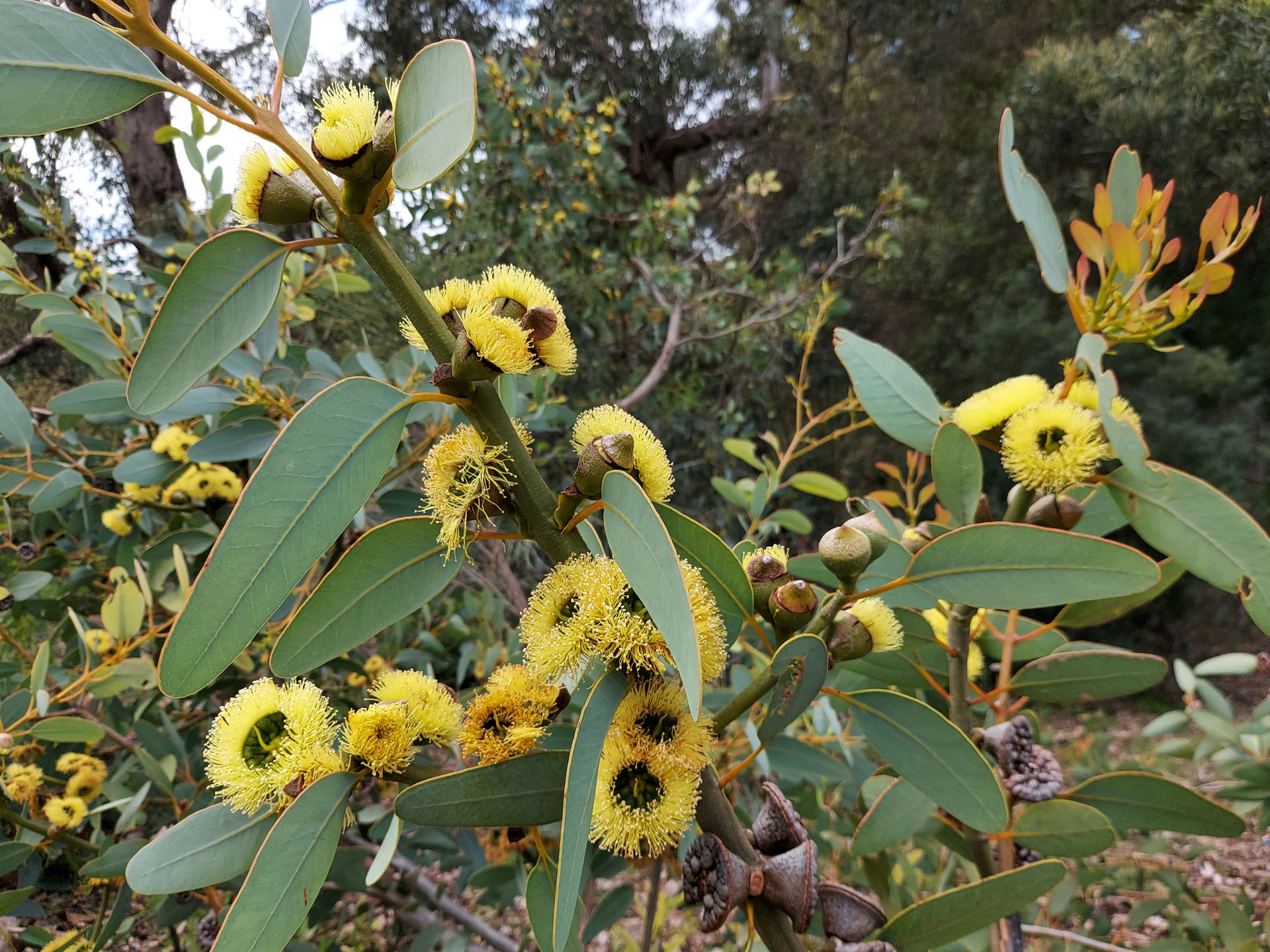 Eucalyptus preissiana