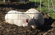 DSC06957.JPG