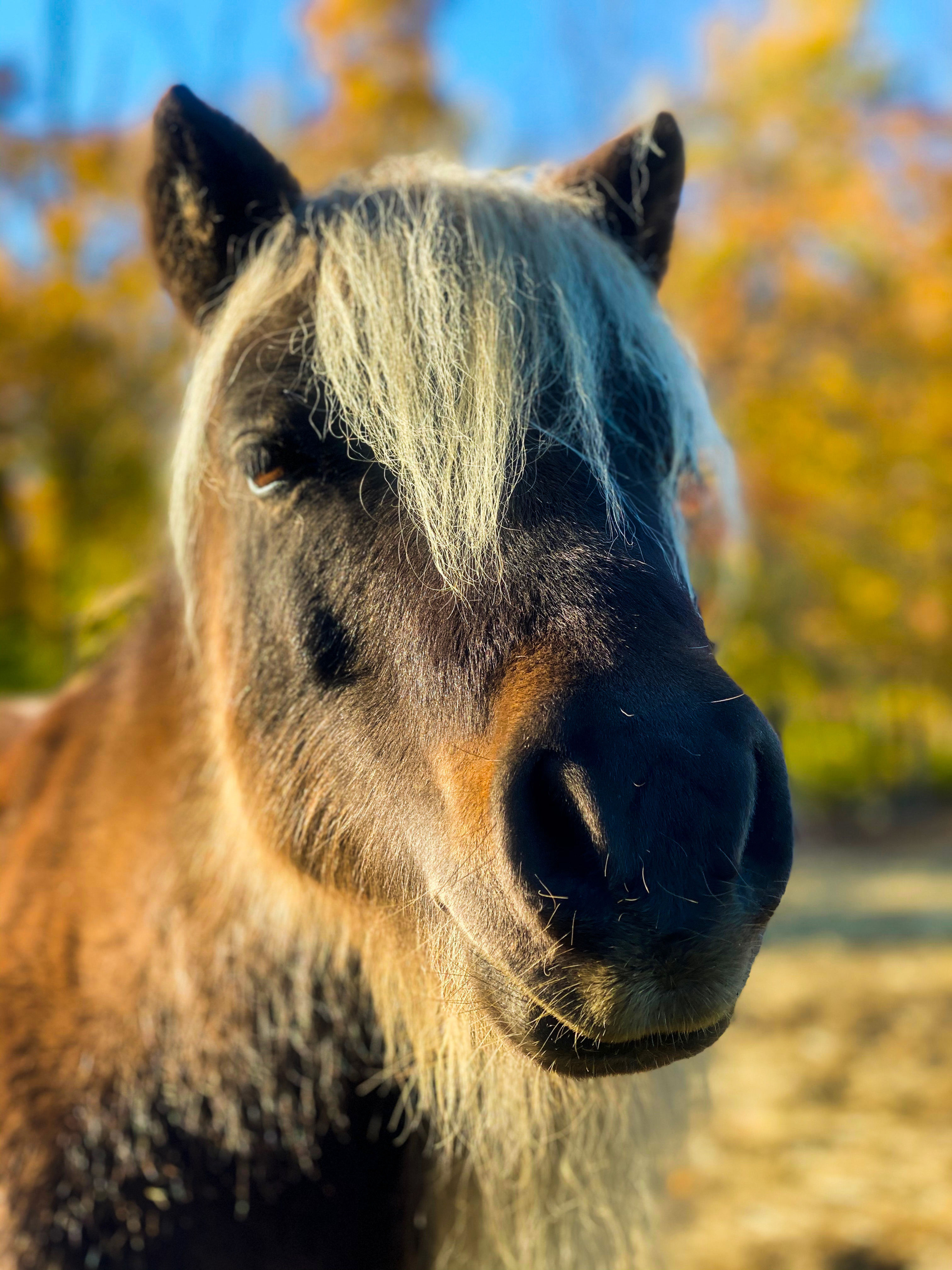 Sponsor-a-Healer Andy