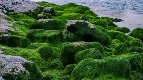 Amazing Algae