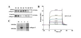 Marine bacterial exopolysaccharide EPS11 inhibits migration and invasion of liver cancer cells