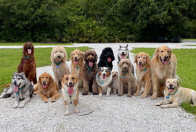 Sniffing Out Disease: How Dogs Detect Illness Through Chemistry