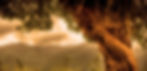 tree2.jpg
