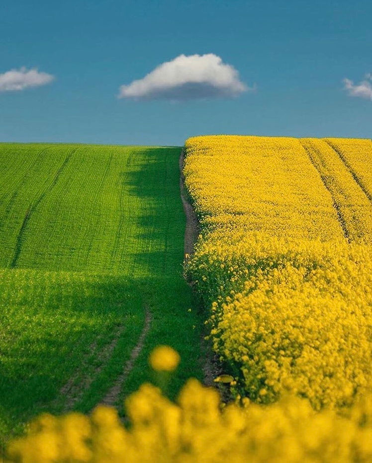 ree