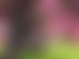 Florecer