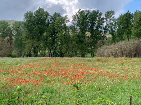 Primavera en el alma