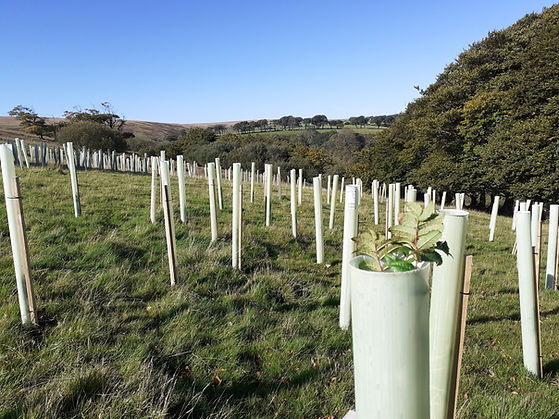 Exmmor NP Summer 3.jpg