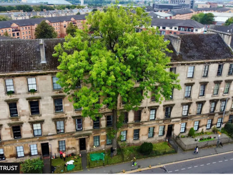 Trees that hold memories