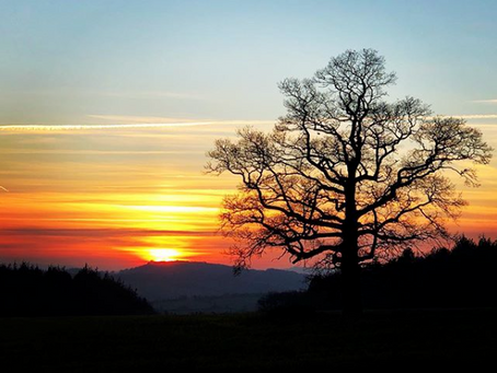 CAP Funds Over 5000 Trees in 2020