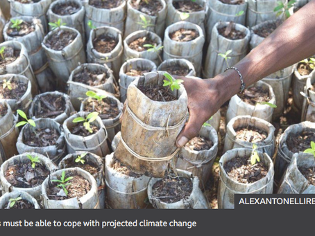 Scientists address myths over large-scale tree planting