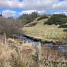 Riparian tree planting