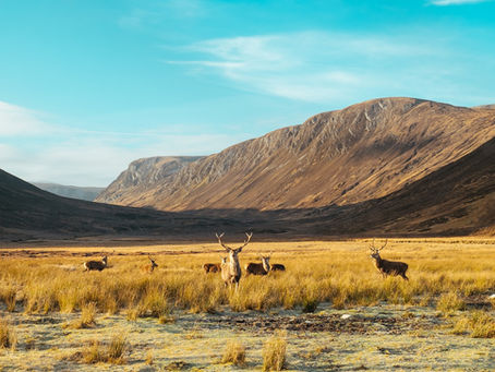 CAP Partners with Mossy Earth for tree planting at Alladale Wilderness Reserve in Scotland