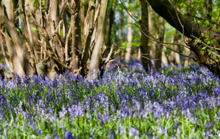 CAP Donations Fund 700 Trees