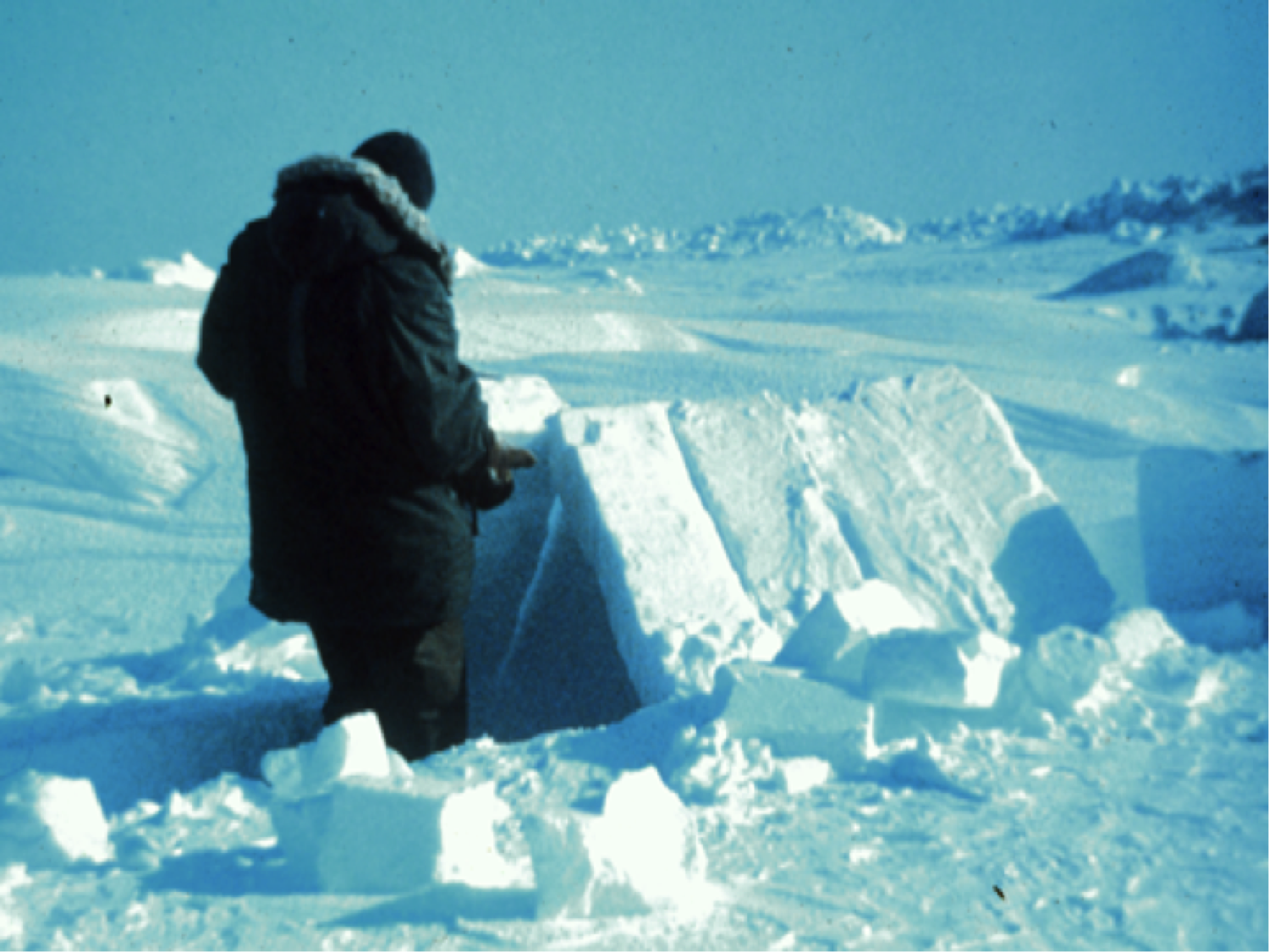 Arctic Survival