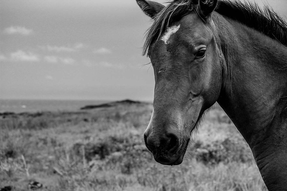 ISLA DE PASCUA - 004