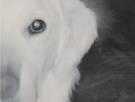 Exploring The Experience of Loving Wholeheartedly and Unconditionally or Even “Like A Dog”: Alaina May’s Newest Single, “The Dog”