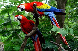 Scarlet-Macaw-is-about-84-cm-33-in-long-parrot-1.jpeg