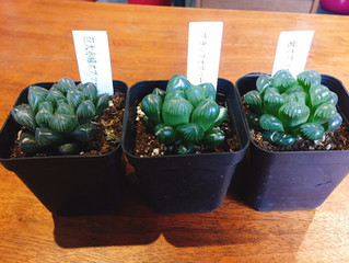 多肉植物のご紹介