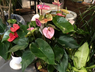 SOWAKAの観葉植物