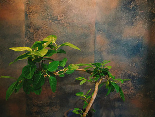 観葉植物のご紹介