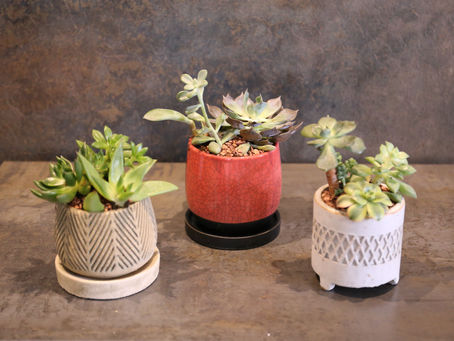 夏休みワークショップ