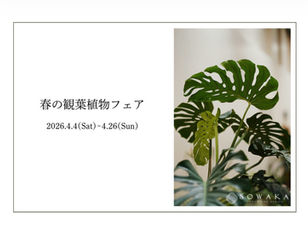春の観葉植物フェア 本日から🪴