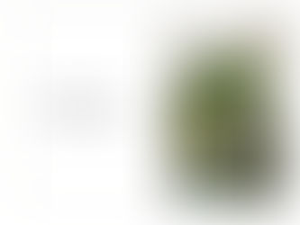 春の観葉植物フェア 本日から🪴