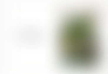 春の観葉植物フェア 本日から🪴