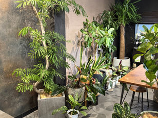 観葉植物SALE🪴2/8（日）まで！