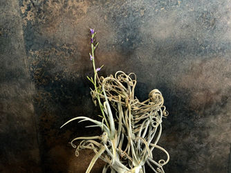 SOWAKAの観葉植物