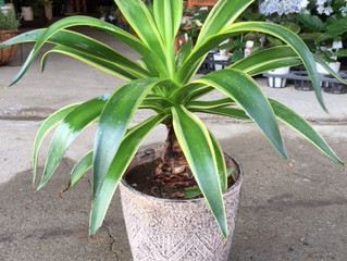 観葉植物のご紹介
