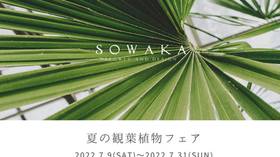 サボテン 黄金司 Sowakaの植物
