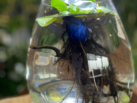 新しい仲間🐠