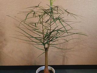 観葉植物のご紹介
