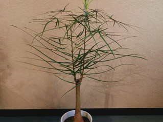 観葉植物のご紹介