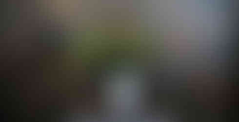 葉の裏が紫色、上品すぎるカラテア