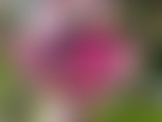 ミニブーケワークショップ3月27日(日)