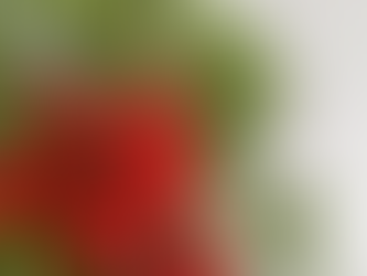 クリスマス切花販売中🎄