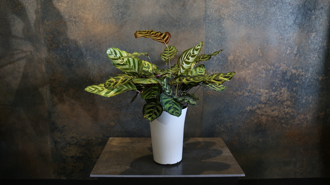 上品植物カラテア