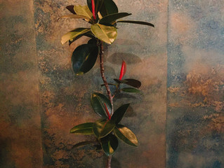 観葉植物のご紹介