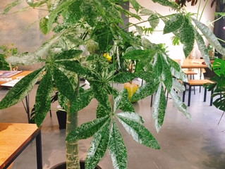 観葉植物