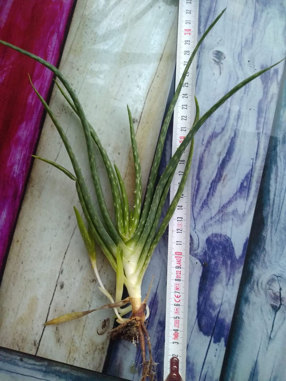 Aloe Vera Bitkisi Fidanı 20'li Saksısız( 20-35 cm)