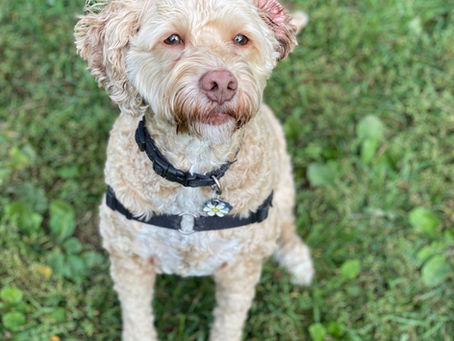 Daisy