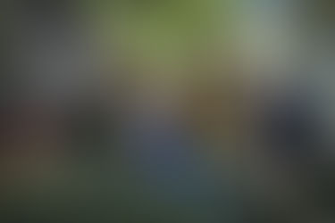 La alcaldía Benito Juárez recolecta más de 600 árboles de Navidad en cuatro días del programa “Árbol por Árbol tu Ciudad Reverdece 2025”